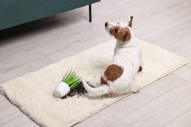 Evdeki halının üzerinde neredeyse devrilmiş sevimli bir köpek.
