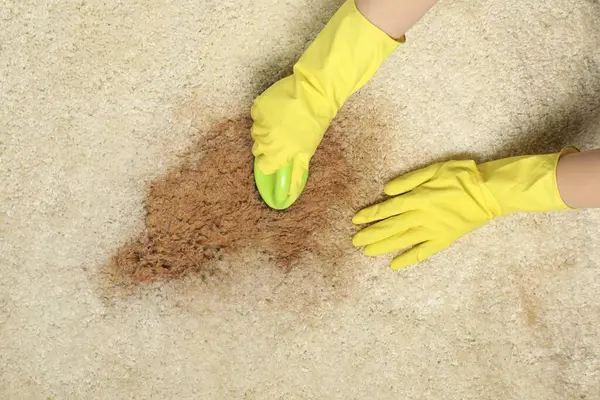 Woman removing stain from beige carpet, top view
