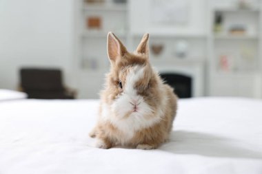 İçerideki yatakta sevimli tüylü tavşancık.