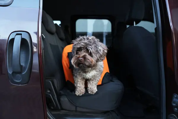 Cute dog in pet carrier travelling by car. Safe transportation