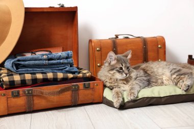 Evcil hayvanla seyahat et. Kedi, giysi ve bavullar içeride.