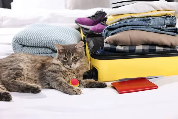 Travel with pet. Cat, ball, passport, clothes and suitcase on bed indoors