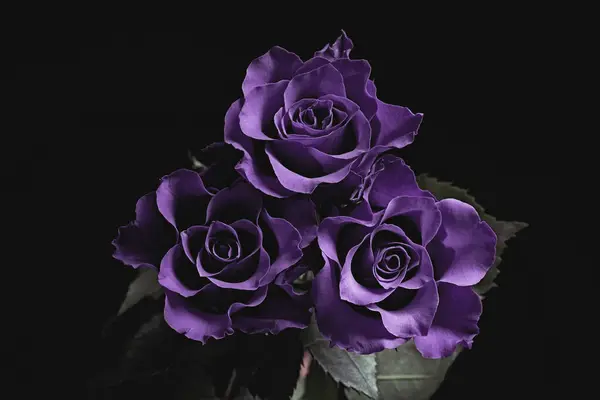 Violet flowers on black background. Funeral attributes