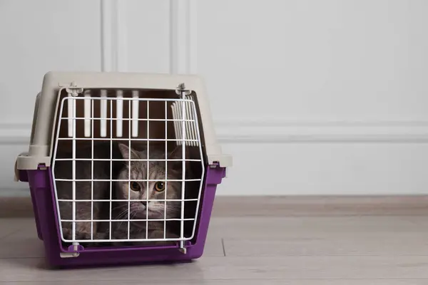 Travel with pet. Cute cat in carrier on floor near white wall indoors, space for text