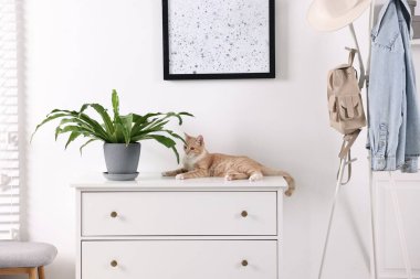 Evdeki ev bitkisinin yanındaki beyaz çekmecelerin üzerinde yatan sevimli kızıl kedi.