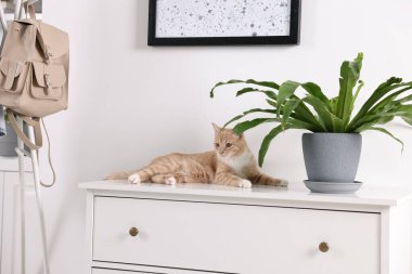 Evdeki ev bitkisinin yanındaki beyaz çekmecelerin üzerinde yatan sevimli kızıl kedi.