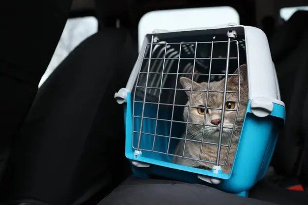 Travel with pet. Cute cat in carrier inside car, space for text