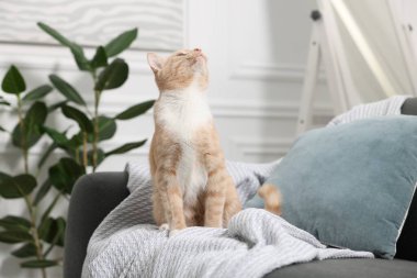 Evdeki kanepede oturan sevimli kızıl kedi.