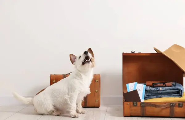 Travel with pet. Dog, clothes, passport, tickets and suitcase indoors