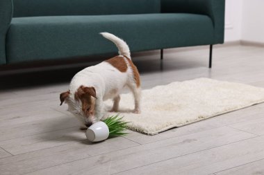 Şirin köpek, evdeki halıdaki bitkiyi neredeyse deviriyordu. Metin için boşluk