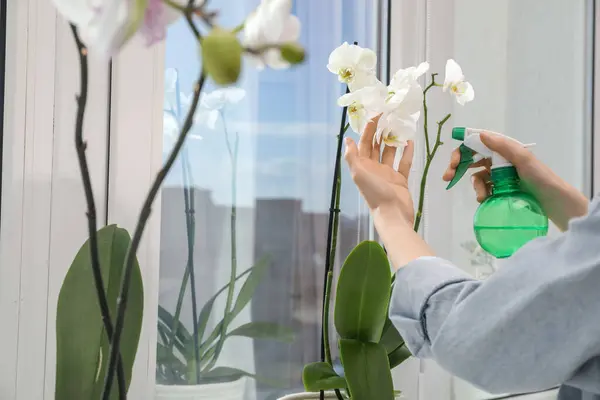 stock image Woman spraying blooming orchid flowers with water near window, closeup