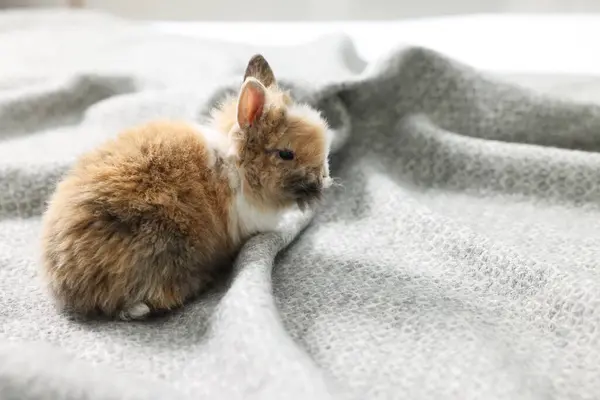 Cute fluffy pet rabbit on soft blanket. Space for text