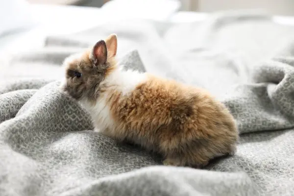 Lindo Conejo Mascota Esponjosa Manta Suave —  Fotos de Stock