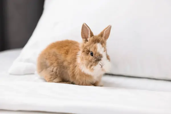 Cute fluffy pet rabbit on comfortable bed
