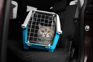 Evcil hayvanla seyahat et. Arabanın içinde şirin bir kedi var.