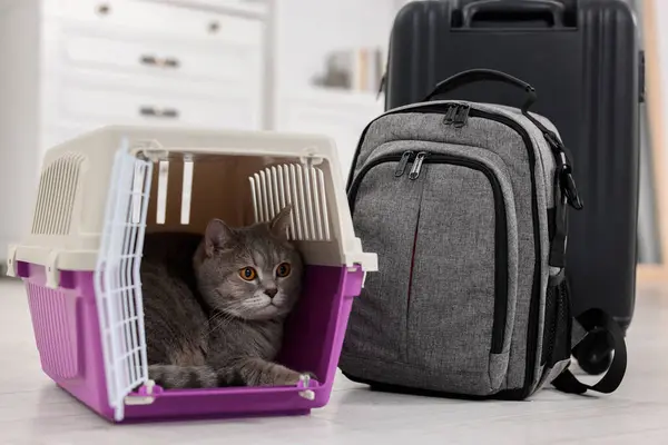 Travel with pet. Cute cat in carrier, backpack and suitcase indoors