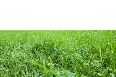 Beyaz arka planda parlak yeşil çimenli çayır