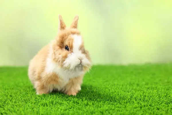 Cute fluffy pet rabbit on green grass outdoors. Space for text