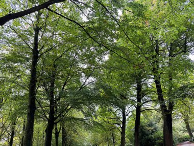 Güzel parkta bir sürü yüksek yeşil ağaç