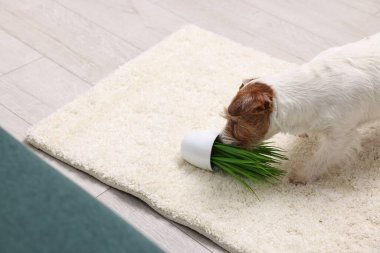 Şirin köpek, evdeki halıdaki bitkiyi neredeyse deviriyordu. Metin için boşluk