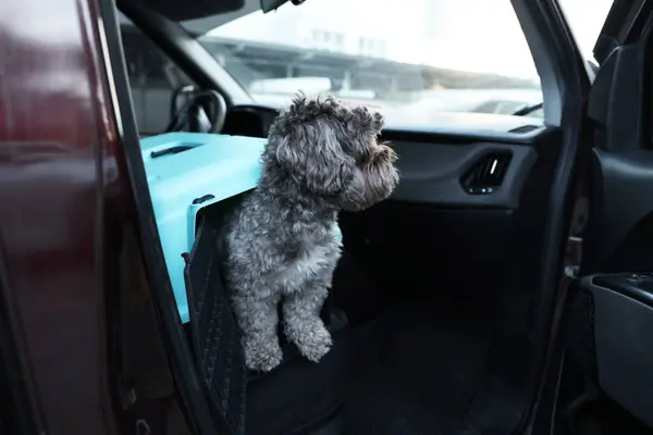 Cute dog in pet carrier travelling by car. Safe transportation