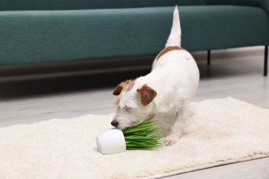 Evdeki halının üzerinde neredeyse devrilmiş sevimli bir köpek.