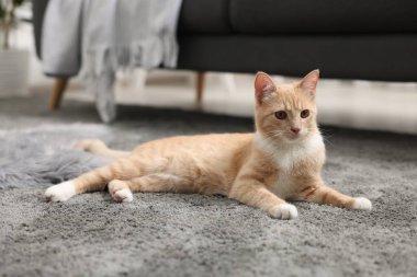 Evdeki gri halıda yatan sevimli kızıl kedi.
