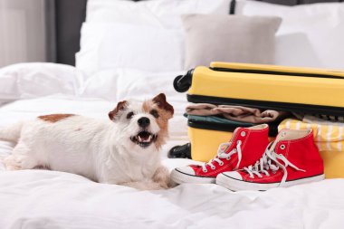 Evcil hayvanla seyahat et. Köpek, giysi, ayakkabı ve bavul yatağın içinde.