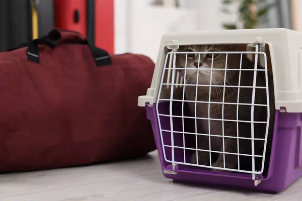 Travel with pet. Cute cat in carrier and bag indoors