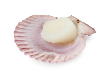 Beyaz kabuklu taze çiğ deniz tarağı.