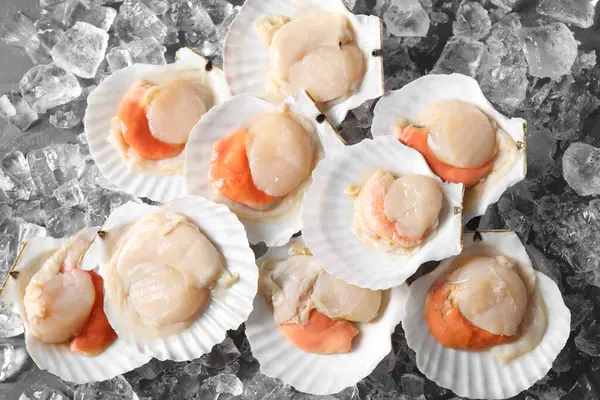 Fresh raw scallops with shells on ice cubes, flat lay