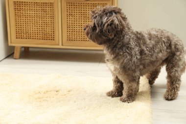 Evdeki bej halıda ıslak bir noktaya yakın şirin bir köpek.