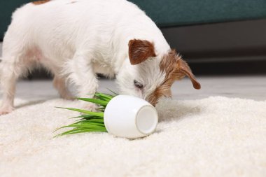 Evdeki halının üzerinde neredeyse devrilmiş sevimli bir köpek.