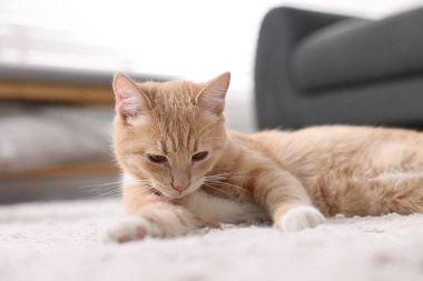 Evde yerde yatan sevimli kızıl kedi.