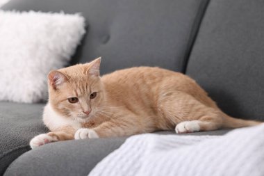 Evdeki kanepede yatan sevimli kızıl kedi.