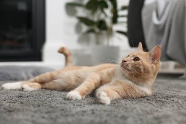 Evdeki gri halıda yatan sevimli kızıl kedi.