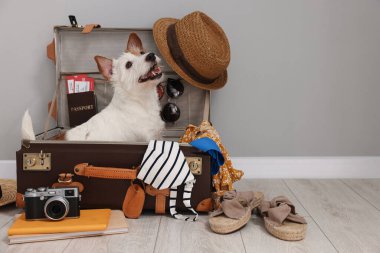 Evcil hayvanla seyahat et. Köpek, giysi ve bavul içeride, mesaj için yer var.