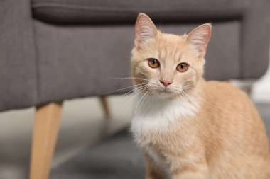 Evde oturan sevimli kızıl kedi. Metin için boşluk