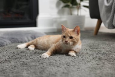 Evdeki gri halıda yatan sevimli kızıl kedi.