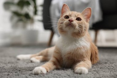 Evdeki gri halıda yatan sevimli kızıl kedi.