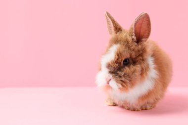 Pembe arka planda şirin küçük bir tavşan, mesaj için yer. Sevimli hayvan.