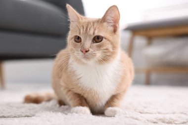 Evde yerde yatan sevimli kızıl kedi.