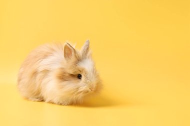 Sarı arka planda şirin küçük bir tavşan. Metin için boşluk