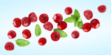 Taze kırmızı kızılcık ve yeşil yapraklar açık mavi arkaplanda uçuyor.