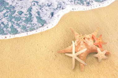 Deniz kenarındaki kumlu sahilde yıldızbalıkları, manzaranın üstünde. Metin için boşluk