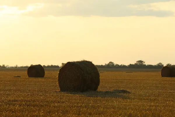 Prachtig Uitzicht Landbouwgebied Met Hooibalen — Stockfoto