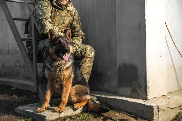 Ukrainian soldier with German shepherd dog sitting outdoors, closeup. Space for text
