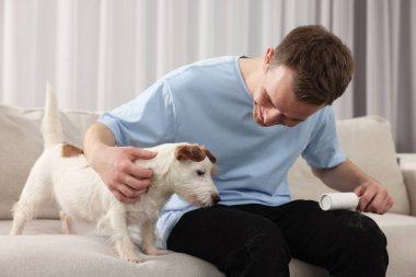 Hayvan tüyü. Tiftik silindirli bir adam evdeki kanepede pantolonundan köpek tüyü çıkarıyor.