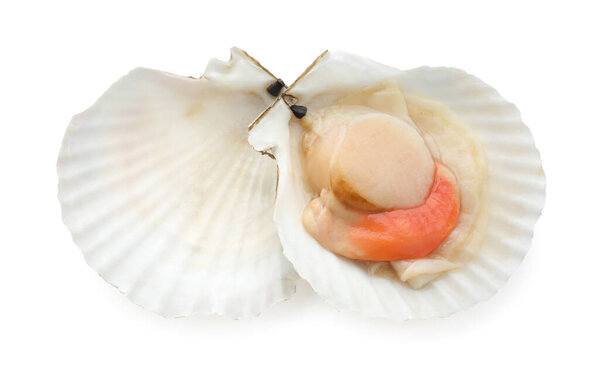 Fresh raw scallop with shell isolated on white, top view