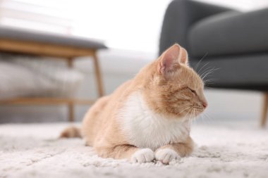 Evde yerde yatan sevimli kızıl kedi.